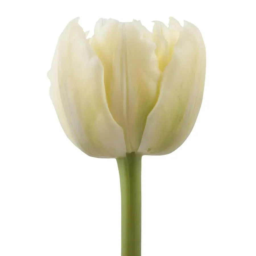 Tulip Double Verona - 50 Stem Bunch
