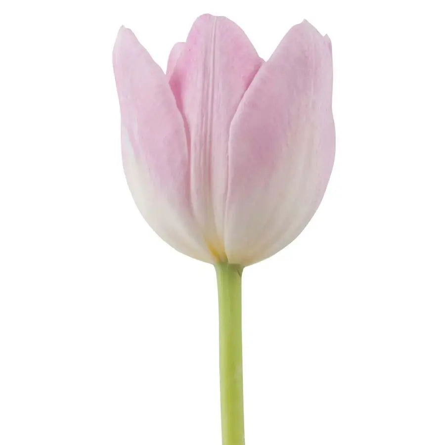 Tulip Dynasty - 50 Stem Bunch