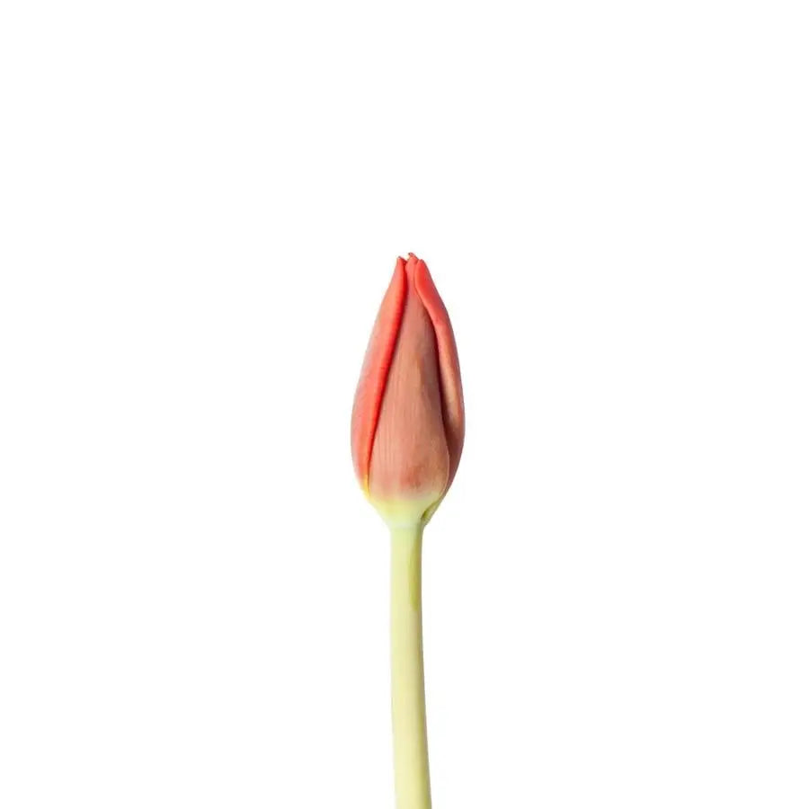 Tulip Escape - 50 Stem Bunch