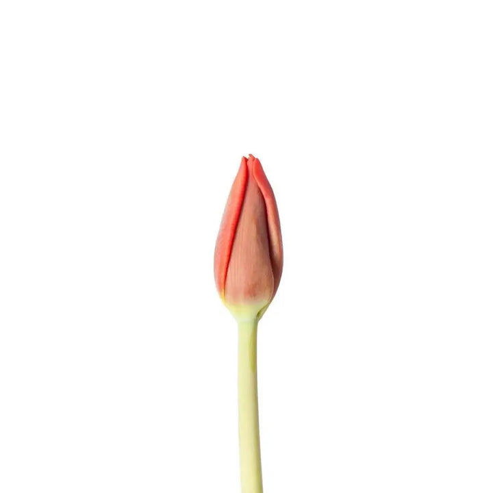 Tulip Escape - 50 Stem Bunch