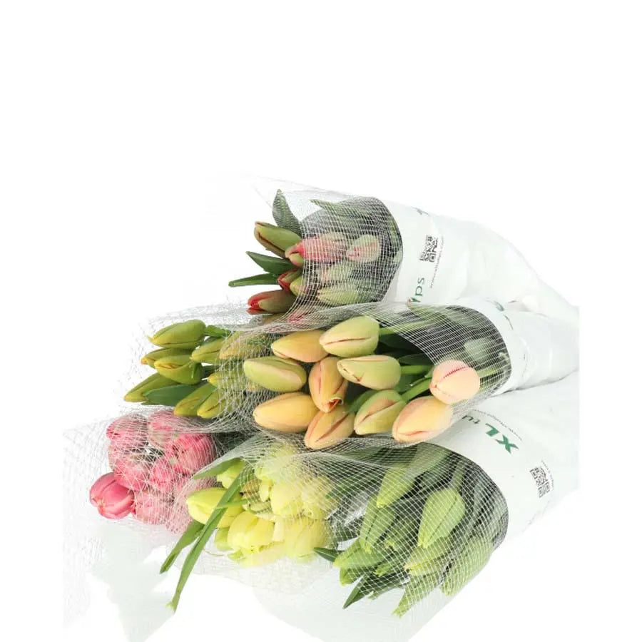 French Tulip Assorted - 60 Stem Pack