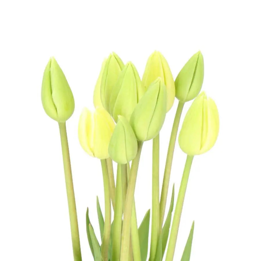 French Tulip Maureen - 20 Stem Bunch Holex Dutch
