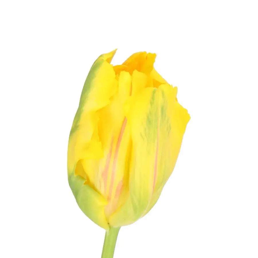 French Tulip Parrot La Courtine - 20 Stem Bunch Holex Dutch