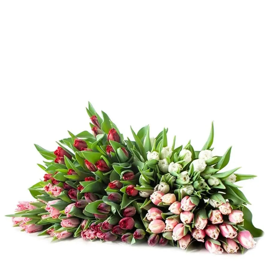 Frill Tulip Assorted - 100 Pack