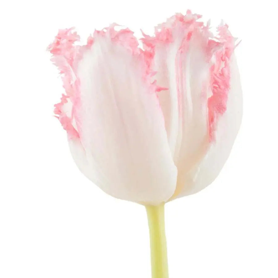 Tulip Frill Neglige -50 Stem Bunch