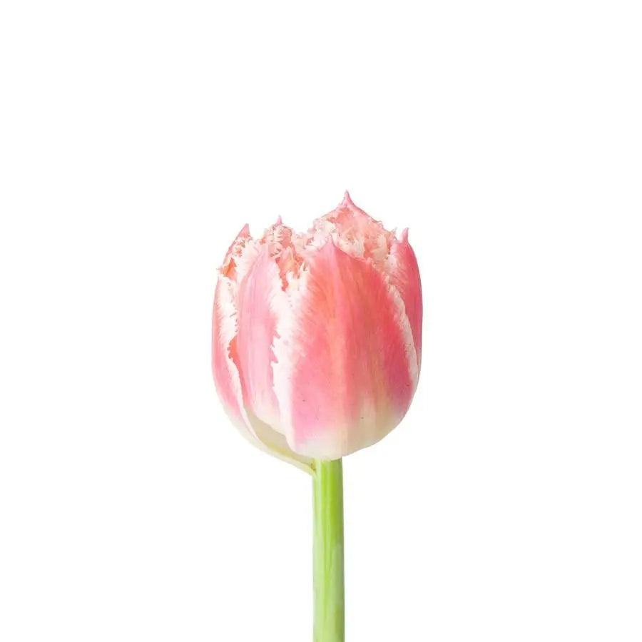 Tulip Frill Queensland - 50 Stem Bunch