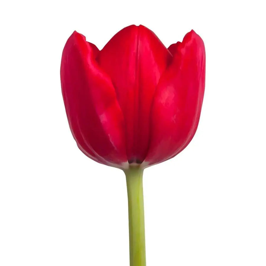 Tulip Ile De France - 50 Stem Bunch