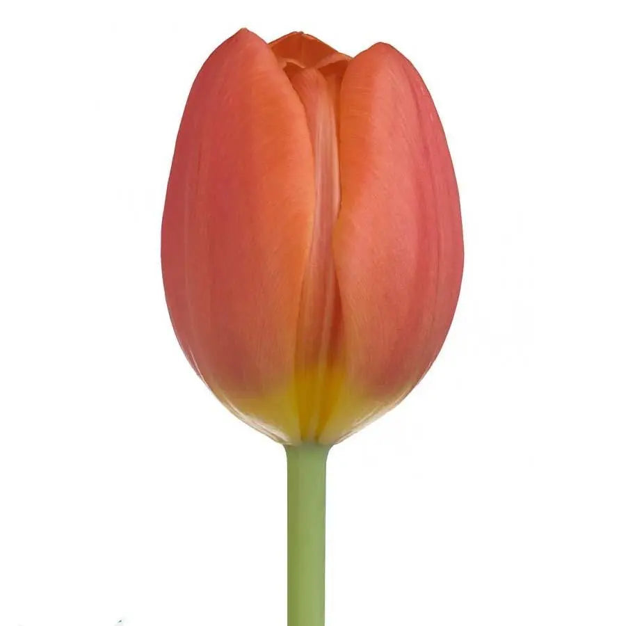 Tulip Orange Juice - 50 Stem Bunch