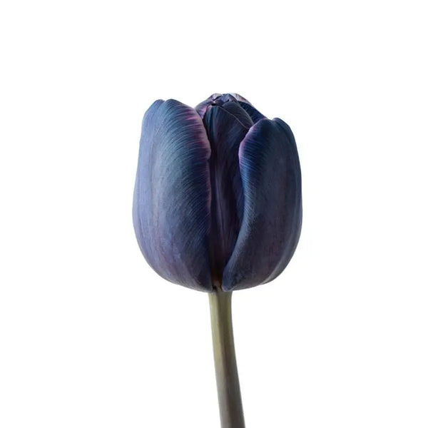Tulip_Painted_Lady_Liz_f8c95bf