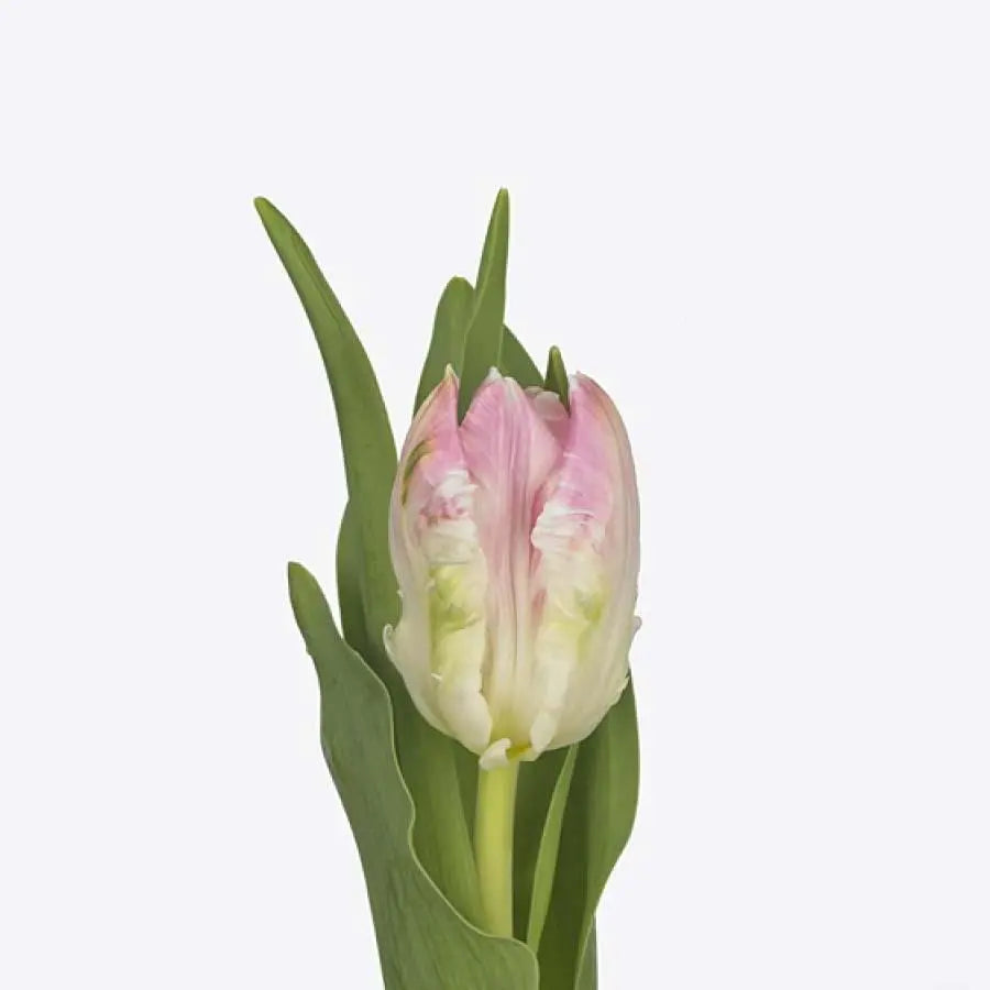 Tulip Parrot Cabanna - 50 Stem Bunch