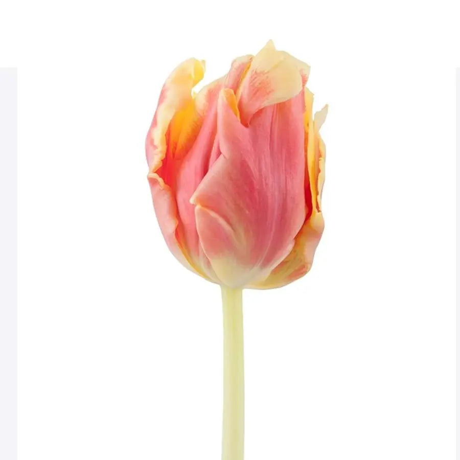 Tulip Parrot Dee Jay Parrot - 50 Stem Bunch