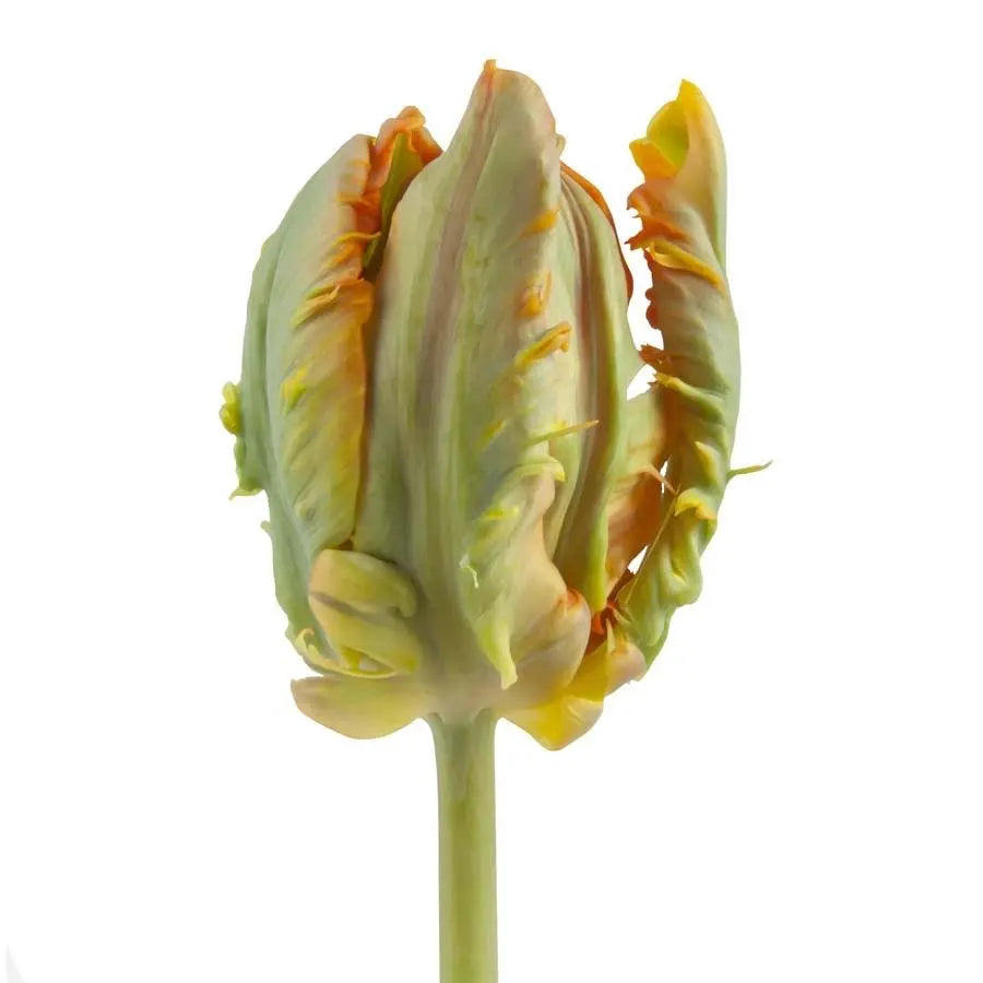 Tulip Parrot Irene Parrot - 50 Stem Bunch