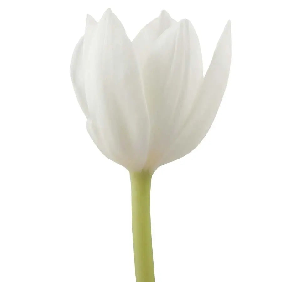 Tulip Royal Virgin - 50 Stem Bunch