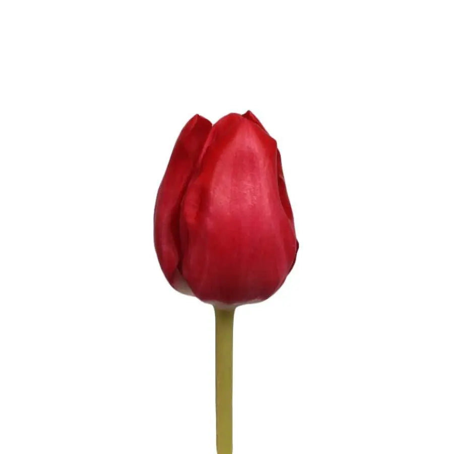 Tulip Victor Mundi - 50 Stem Bunch