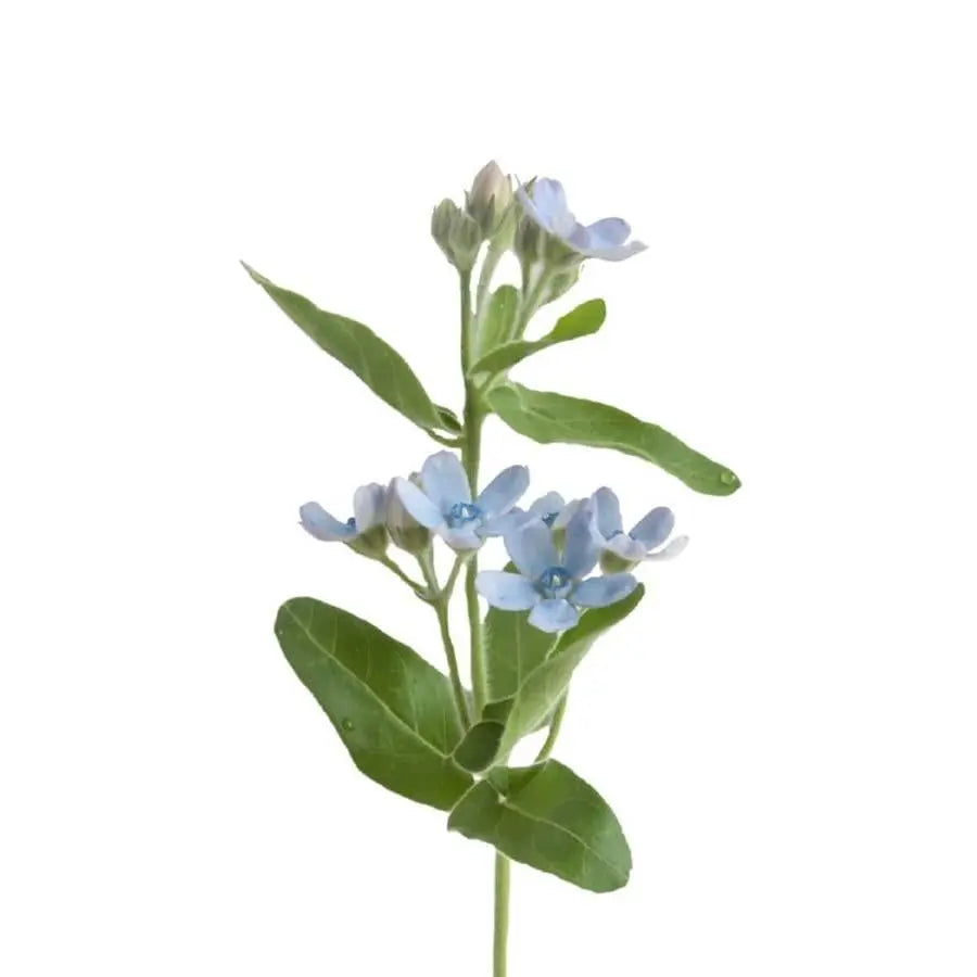 Tweedia (Oxypetalum) Coeruleum - 50 Stem Bunch