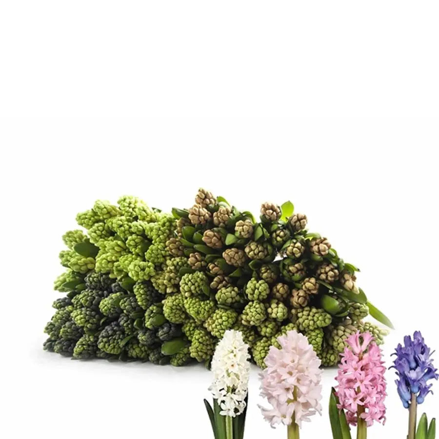 Hyacinth Valentine's Day Assorted - 100 Stems Holex Dutch