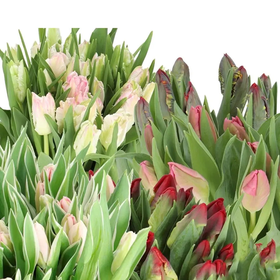 Valentine's Day Assorted Parrot Tulips Holex Dutch