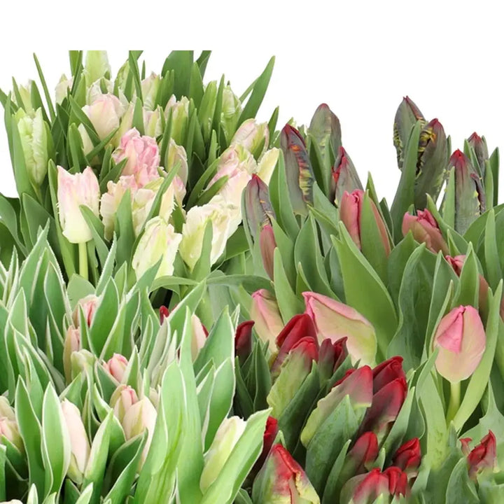 Valentine's Day Assorted Parrot Tulips Holex Dutch