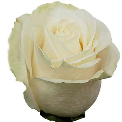 White PetalKit PetalDrivenCom