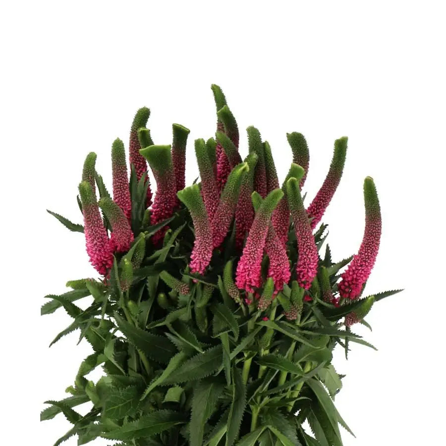 Veronica Anna - 25 Stem Bunch