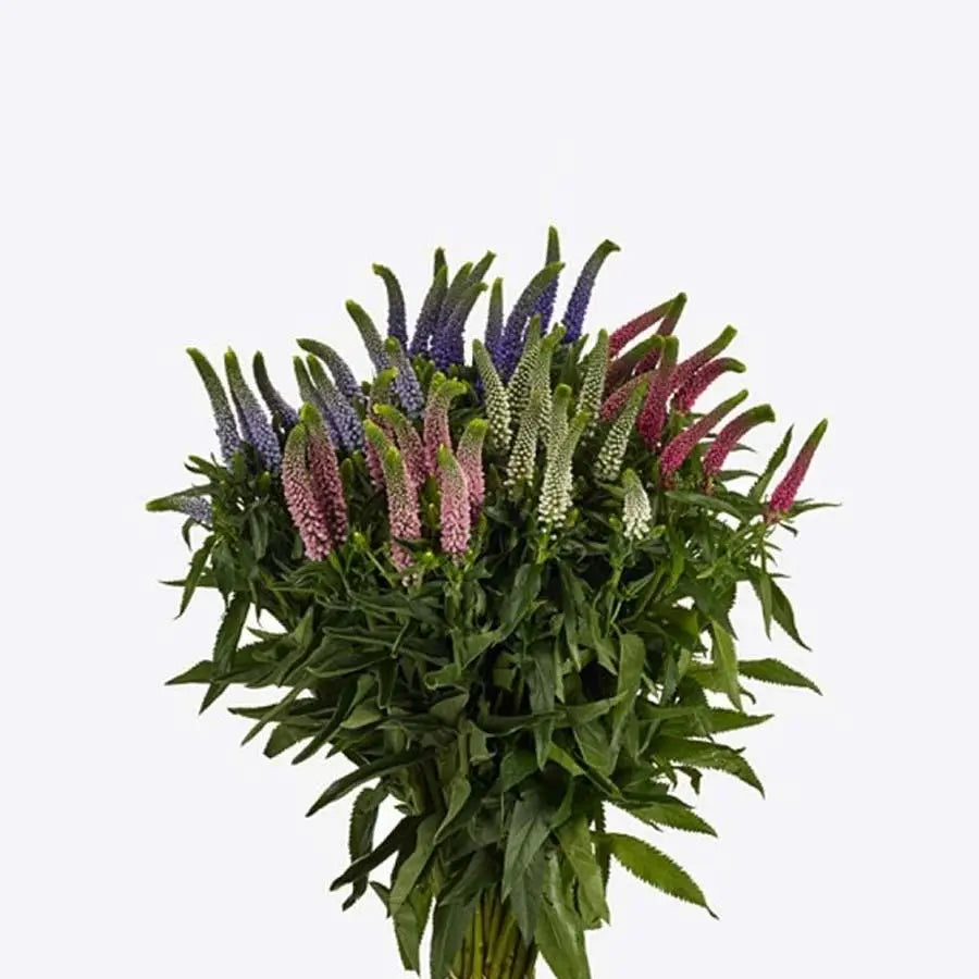 A vibrant 50-stem assortment of Veronica in purple, white, light pink, and dark pink, showing a beautiful variety of textured flowering spikes.