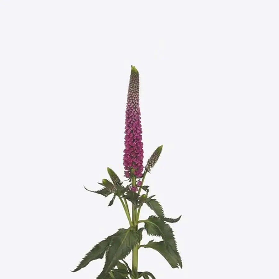 Close-up of the rich, dark pink blossoms of Smart Artist Veronica, showing the textured spike structure and intense coloration.