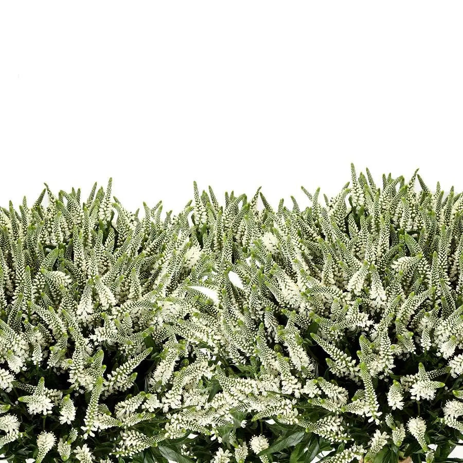 Veronica Spray Caya - 25 Stem Bunch