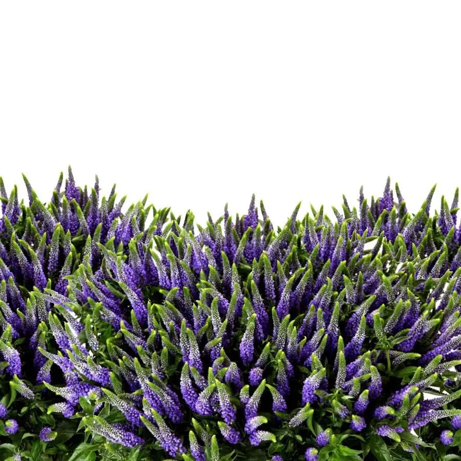 A lush 40-stem bunch of Veronica Spray Clea Diana featuring multiple purple flowering spikes on each stem for a full, textured appearance.