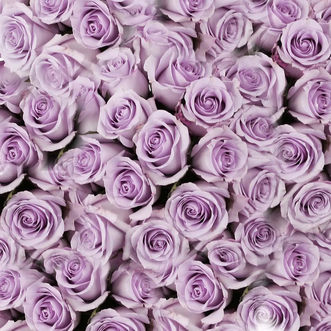 Lavender Roses