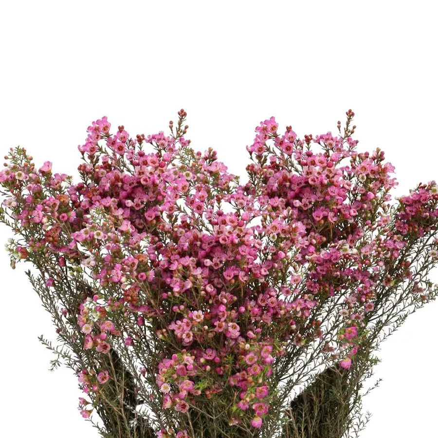 A large bundle of premium pink Waxflower Adi showing long, sturdy stems and dense clusters of vibrant pink star-shaped blooms.