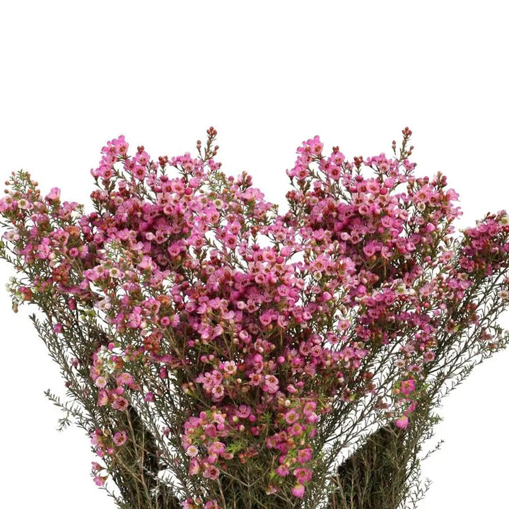 A large bundle of premium pink Waxflower Adi showing long, sturdy stems and dense clusters of vibrant pink star-shaped blooms.
