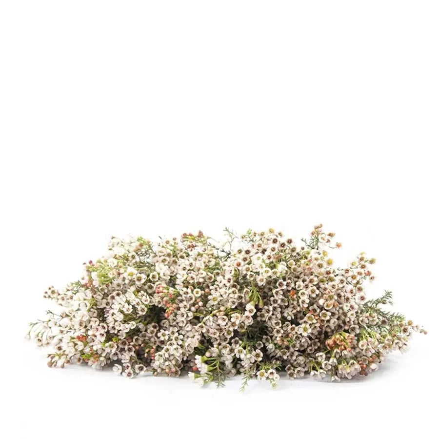 Waxflower Blondie - 25 Stem Bunch