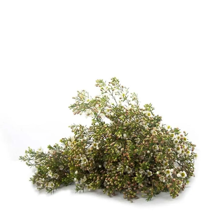 A lush bundle of Waxflower Crystal Pearl featuring delicate white blossoms and needle-like green foliage, ideal for professional floral design.