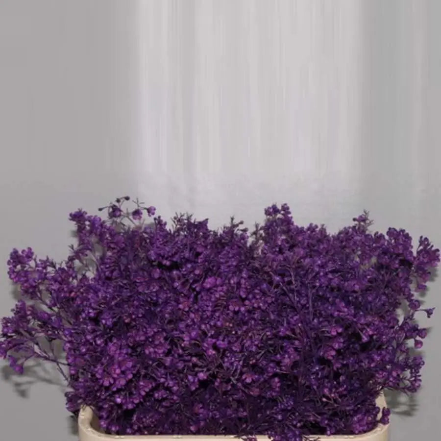 lavender wax flower Waxflower Painted - 25 Stem Bunch