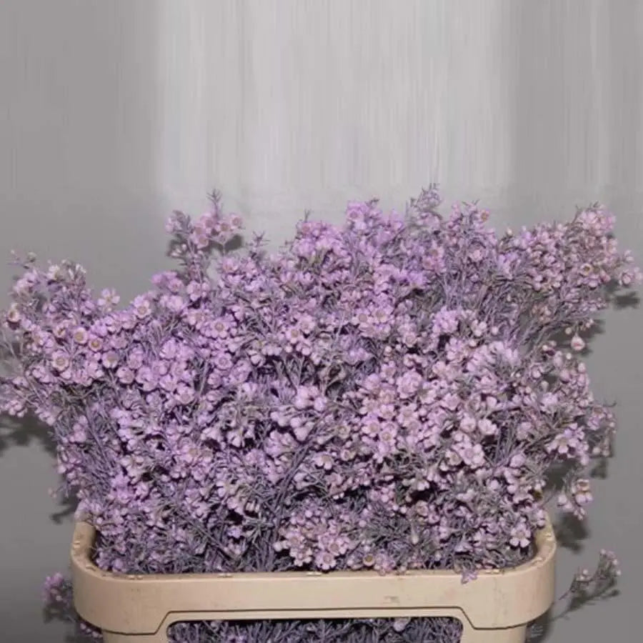 Lavender Gypsophila Box