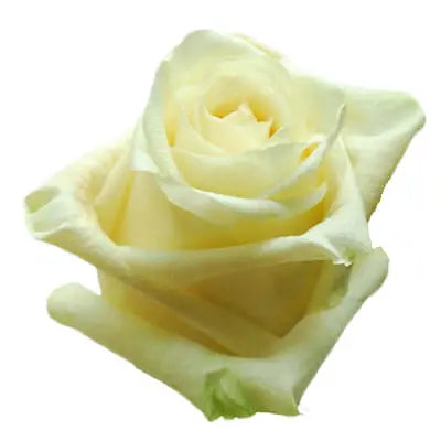 Creamy White, Pink, and Orange PetalKit PetalDrivenCom
