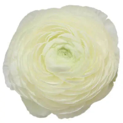 White PetalKit PetalDrivenCom