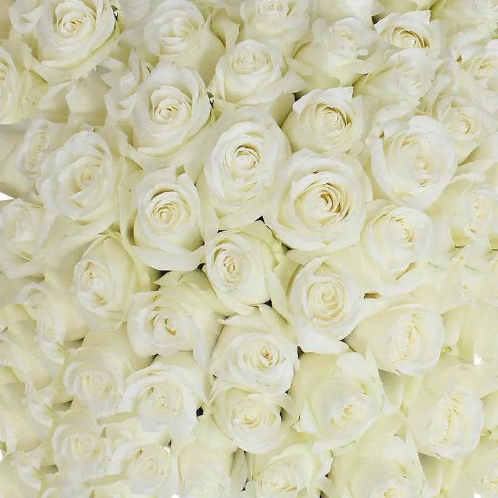 Traditional White Rose PetalKit PetalDrivenCom