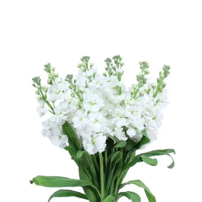 Stock White