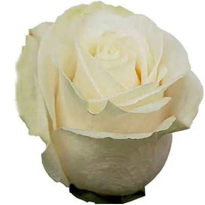 Soft White and Peach PetalKit - PetalDriven