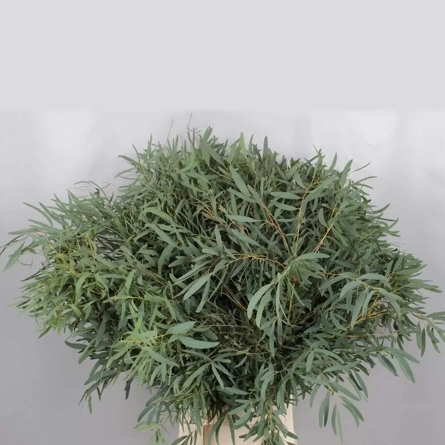 Willow Eucalyptus Bunch