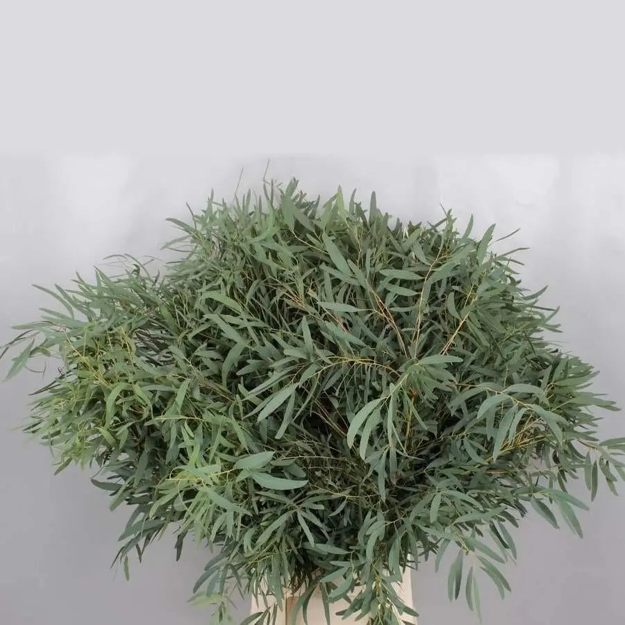 Willow Eucalyptus Bunch