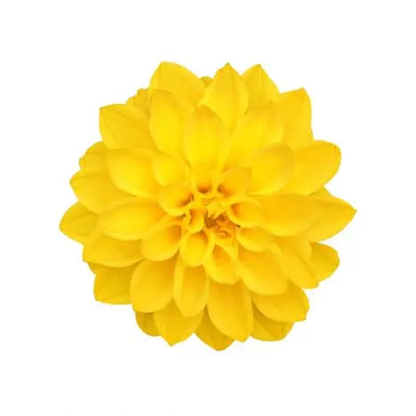 Dahlia Yellow