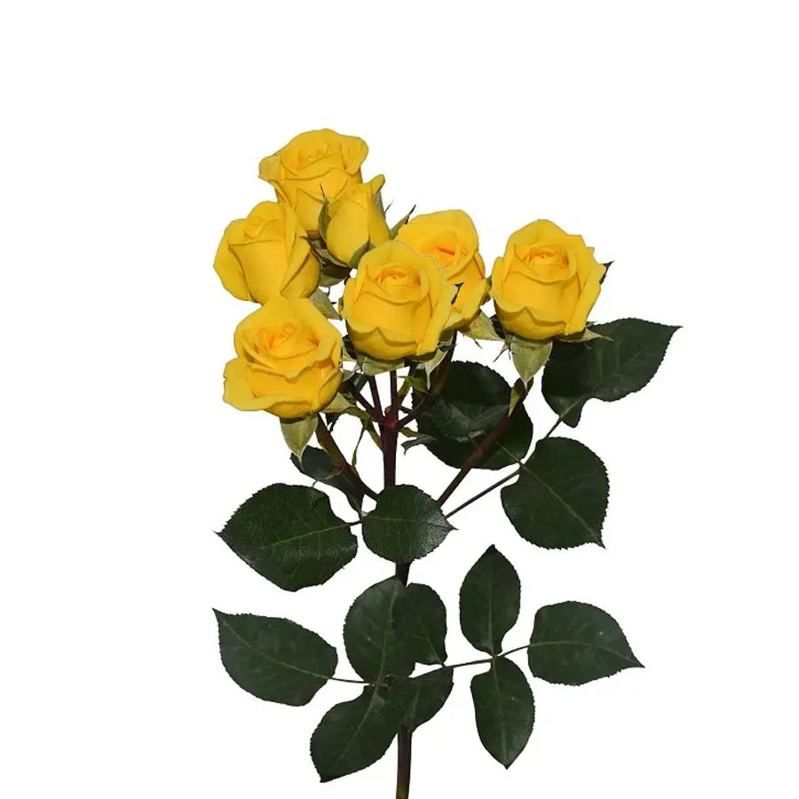 Yellow, Pink, & White PetalKit PetalDrivenCom
