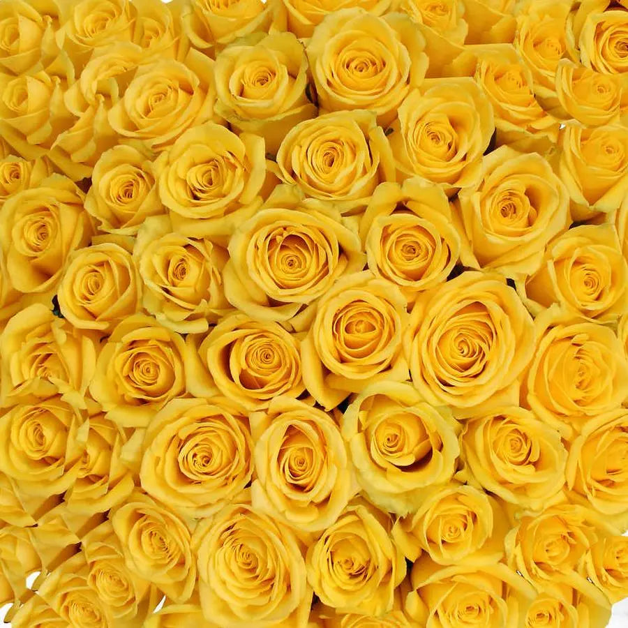 Yellow Roses