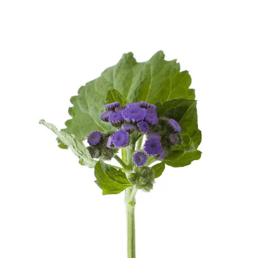 Ageratum Blue Planet - 50 Stem Bunch Holex Dutch