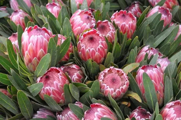 Mesmerizing Protea Pink Ice - Stunning Floral Beauty in A Box