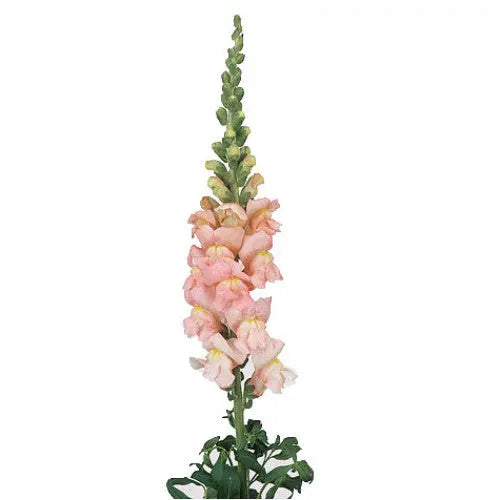 Snapdragon Bunch Snapdragon Light Pink - 40 Stem Bunch - PetalDriven