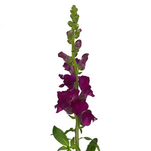 Snapdragon Purple