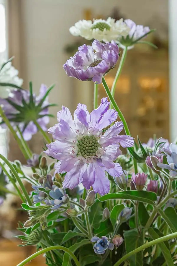 Grace In This Space PetalKit - Includes Tutorials PetalDrivenCom